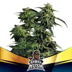OBG Kush x[2/4/7/12] – Semillas feminizadas| BSF