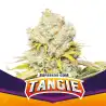 Tangie x[2/4/7/12] – Semillas feminizadas cítricas | BSF