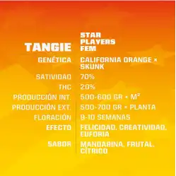 Tangie x[2/4/7/12] – Semillas feminizadas cítricas | BSF