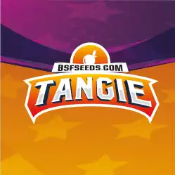 Tangie x[2/4/7/12] – Semillas feminizadas cítricas | BSF