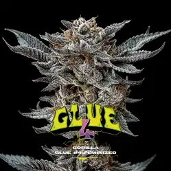 Gorilla Glue 4 x[2/4/7/12] – Semillas feminizadas resinosas| BSF