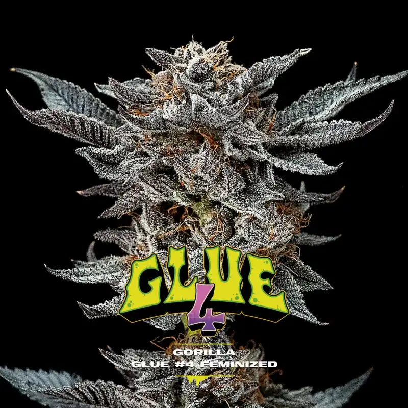 Gorilla Glue 4 x[2/4/7/12] – Semillas feminizadas resinosas| BSF