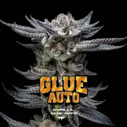 Gorilla Glue Auto x[2/4/7/12] – Semillas automáticas | BSF