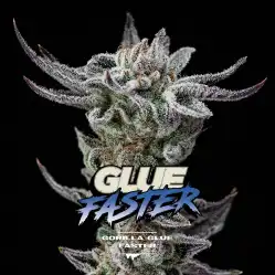 Gorilla Glue Faster x[2/4/7/12] – Semillas feminizadas | BSF