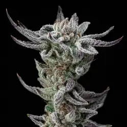 Gorilla Glue Faster x[2/4/7/12] – Semillas feminizadas | BSF