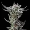 Gorilla Glue Faster x[2/4/7/12] – Semillas feminizadas | BSF