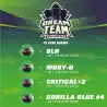 Dream Team Feminized Mix x12 – Semillas feminizadas | BSF