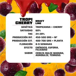Tropicherry x[2/4/7/12] – Semillas feminizadas | BSF