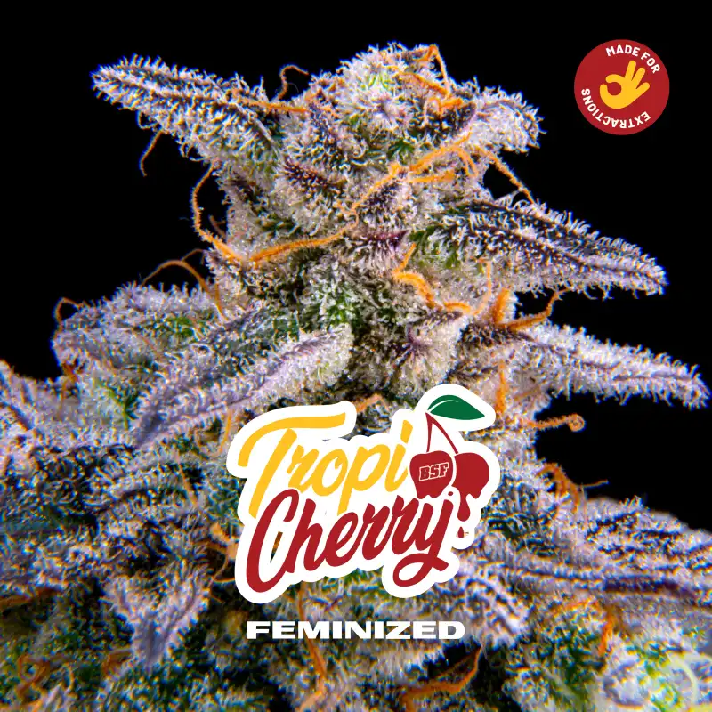 Tropicherry x[2/4/7/12] – Semillas feminizadas | BSF