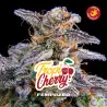 Tropicherry x[2/4/7/12] – Semillas feminizadas | BSF