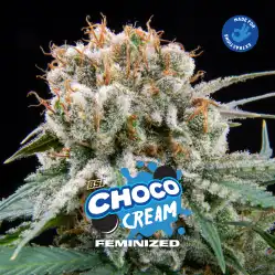 Choco Cream x[2/4/7/12] – Semillas feminizadas | BSF