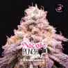 Nicole Punch x[2/4/7/12] – Semillas feminizadas | BSF