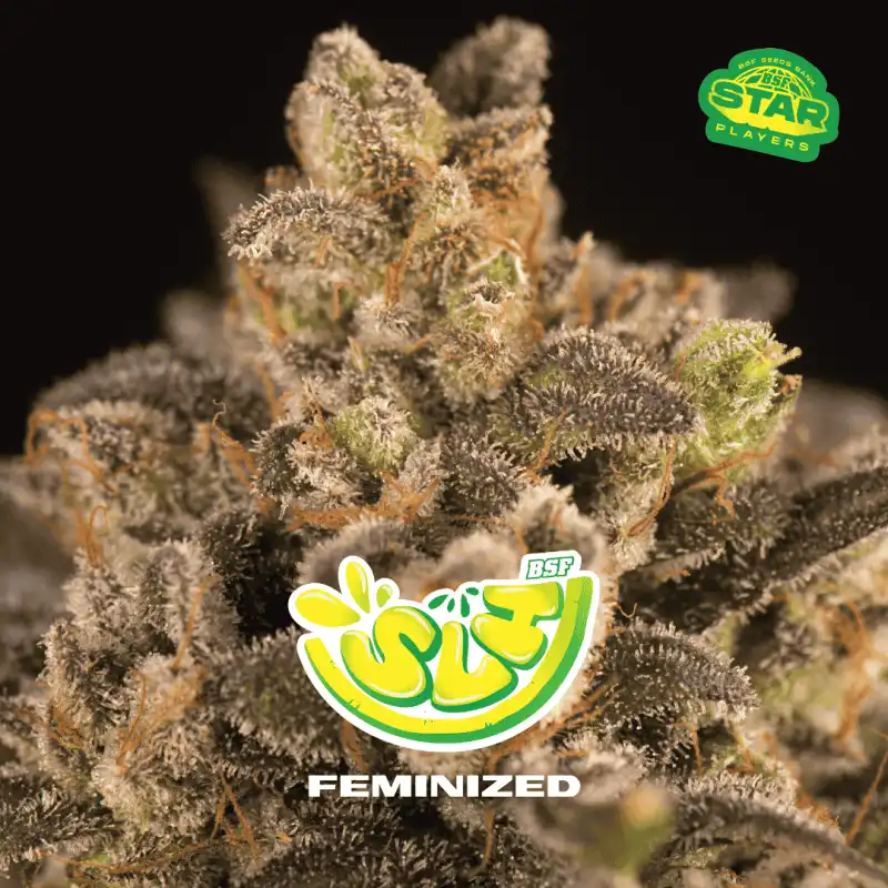 Super Lemon Haze x[2/4/7/12] – Semillas feminizadas | BSF