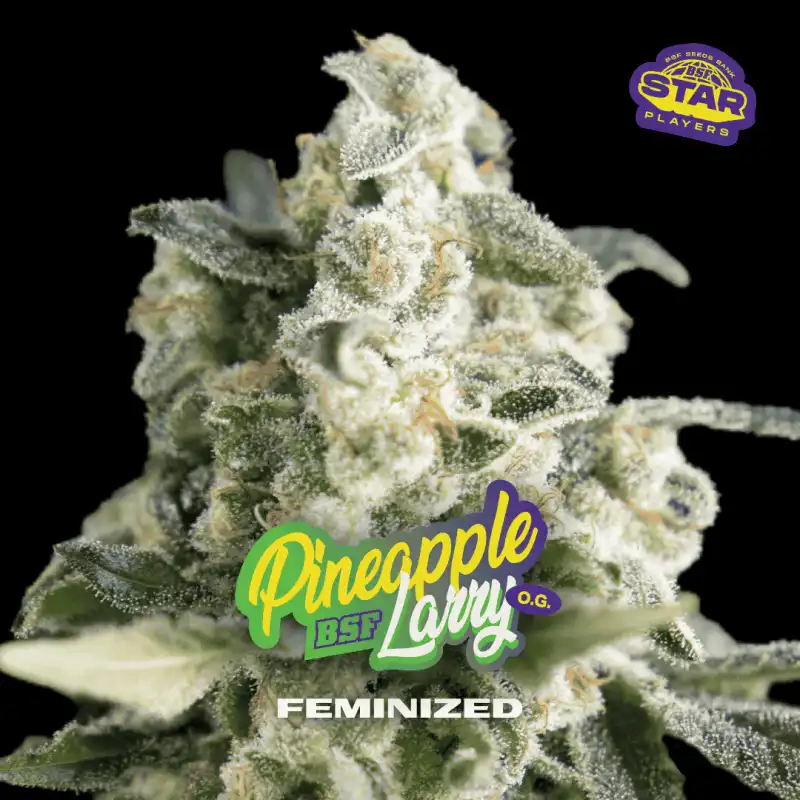 Pineapple Larry OG Fem
