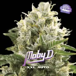Moby D XXL Auto x[2/4/7/12] – Semillas automáticas | BSF