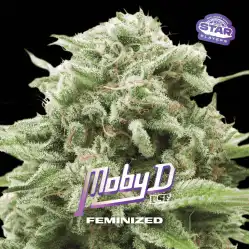 Moby D x[2/4/7/12] – Semillas feminizadas | BSF