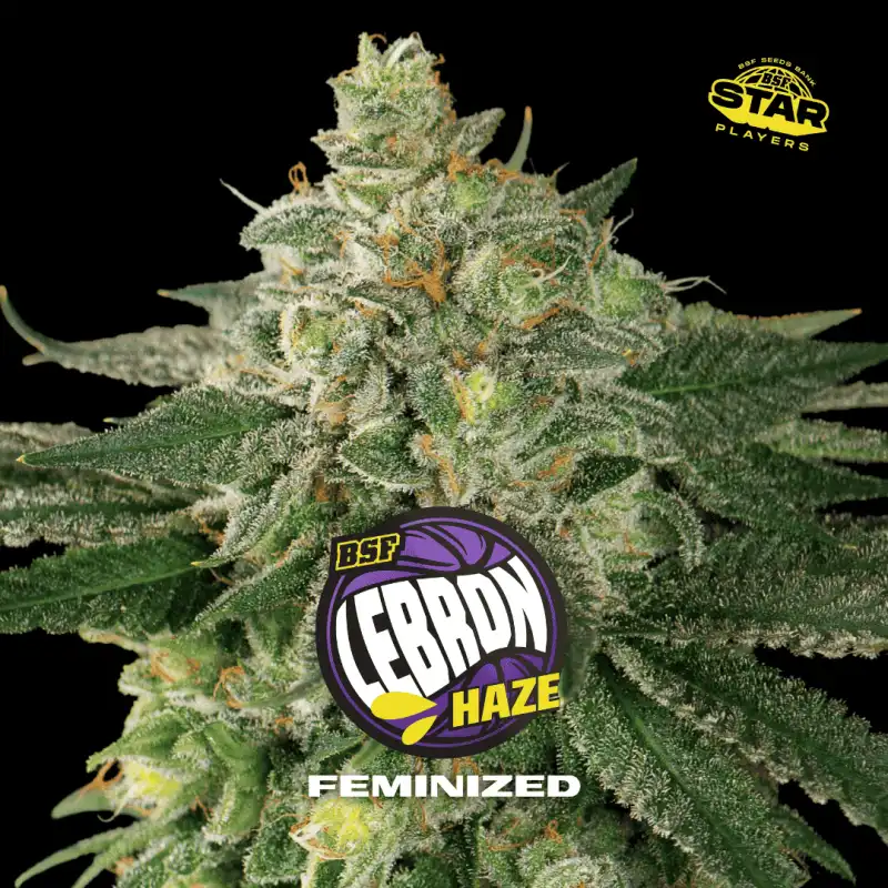 Lebron Haze x[2/4/7/12] – Semillas feminizadas | BSF