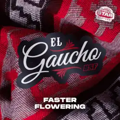El Gaucho x[2/4/7/12] – Semillas feminizadas | BSF