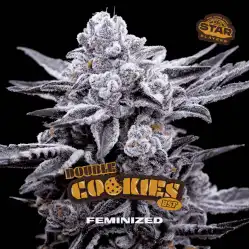 Double Cookies x[2/4/7/12] – Semillas feminizadas | BSF