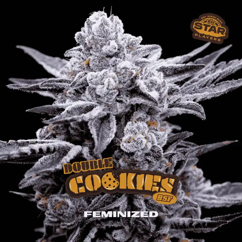 Double Cookies x[2/4/7/12] – Semillas feminizadas | BSF