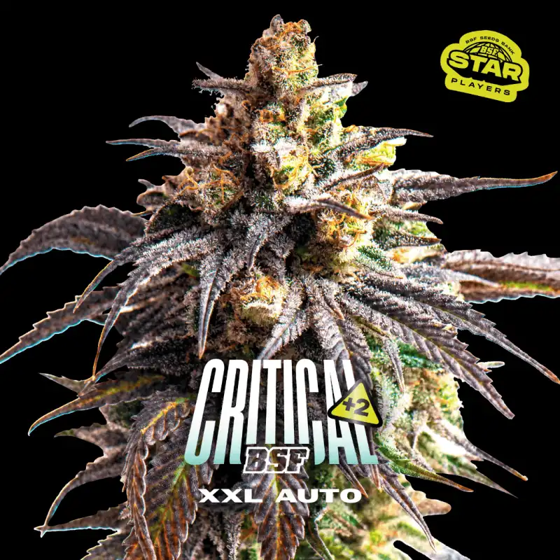 Critical +2 XXL Auto x[2/4/7/12] – Semillas automáticas | BSF
