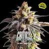 Critical +2 XXL Auto x[2/4/7/12] – Semillas automáticas | BSF